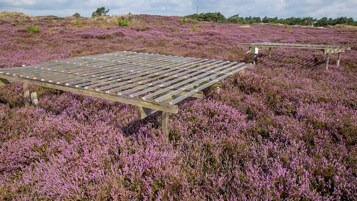 Dürre-Experiment auf Hiddensee, über rosablühender Heide ist eine Dachkonstruktion aufgebaut