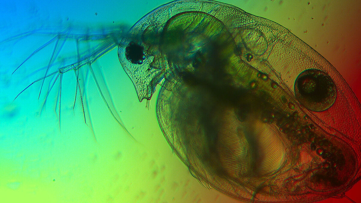 Ein Wasserfloh unter dem Mikroskop. Die Lichtfarben im See beeinflussen seine Nahrungsgrundlage: Mikroalgen. Ein Wasserfloh unter dem Mikroskop. Die Lichtfarben im See beeinflussen seine Nahrungsgrundlage: Mikroalgen. Die Farben um den Wasserfloh herum sind regenbogenfarbig.