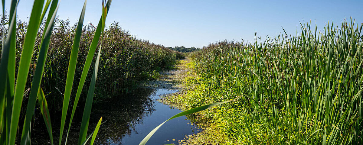 Symbolbild Moor, © Jan Hilgendorf Ein schmaler Wasserweg schlängelt sich durch hohe, grüne Schilfpflanzen unter einem klaren blauen Himmel. Die Wasseroberfläche ist teilweise mit kleinen Schwimmpflanzen bedeckt.