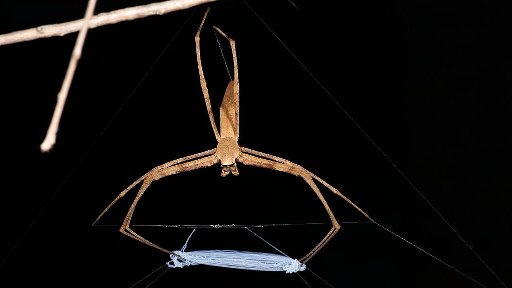 Die australische Kescherspinnen-Art, mit der in dieser Studie gearbeitet wurde, hält ihr dehnbares und reißfestes Fangnetz bereit.